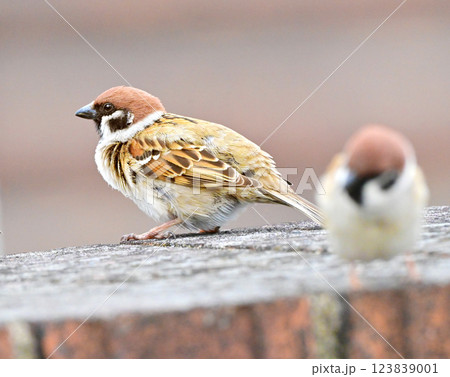 スズメ（雀/sparrow) 123839001