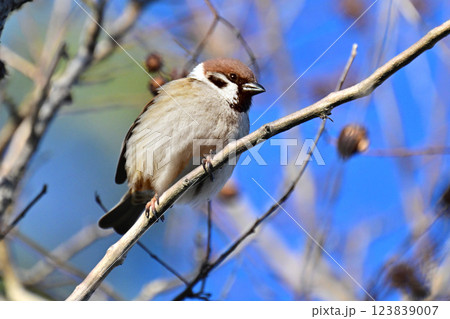 スズメ(雀/sparrow) スズメ(雀/sparrow) 123839007