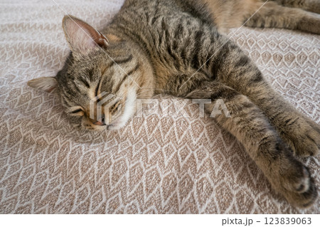 Sleeping gray cat on the sofa 123839063