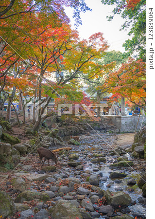 【紅葉】秋の奈良公園 123839064