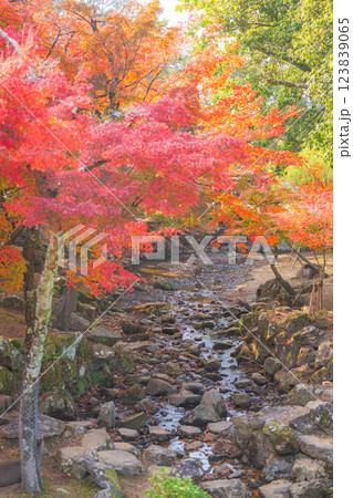 【紅葉】秋の奈良公園 【紅葉】秋の奈良公園 123839065