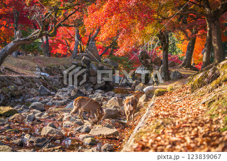 【紅葉】秋の奈良公園 123839067