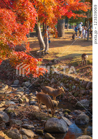 【紅葉】秋の奈良公園 123839069