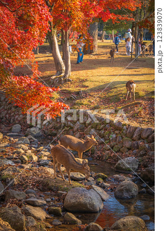 【紅葉】秋の奈良公園 【紅葉】秋の奈良公園 123839070