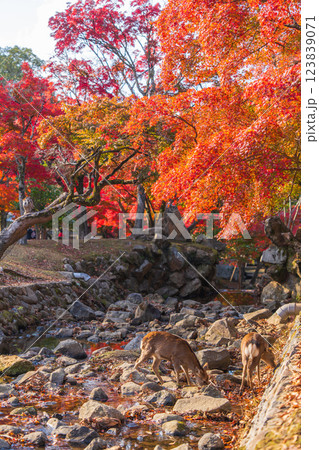 【紅葉】秋の奈良公園 123839071