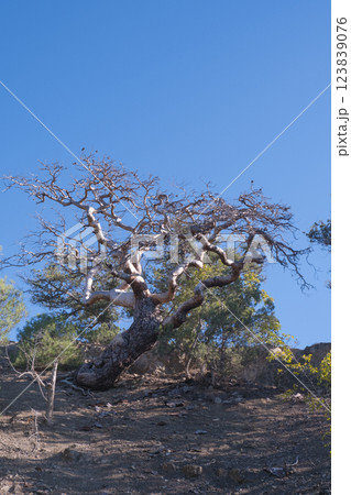 Nature of Crimea. Dry tree. juniper and Stankevich pine. Village New World. 123839076