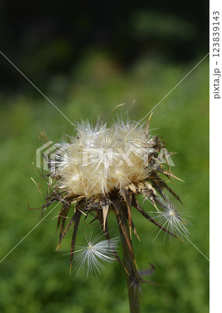 Milk thistle 123839143