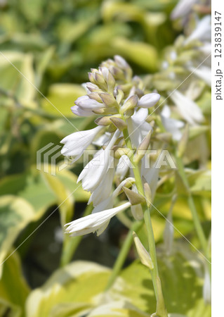 Hosta Delta Dawn 123839147