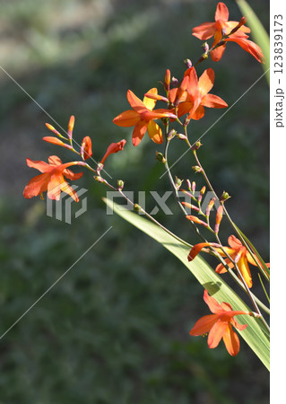 Montbretia Montbretia 123839173