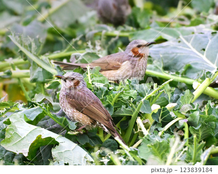 鳥害　食害　農作物被害　ヒヨドリ（Bulbul） 123839184