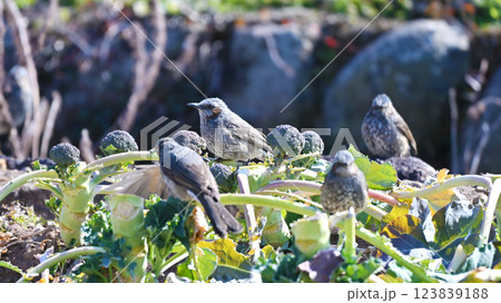 鳥害 食害 農作物被害 ヒヨドリ(Bulbul) 鳥害 食害 農作物被害 ヒヨドリ(Bulbul) 123839188