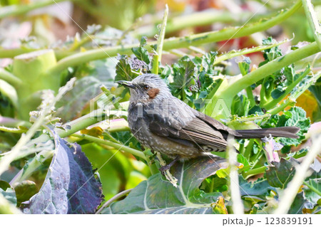 鳥害 食害 農作物被害 ヒヨドリ(Bulbul) 鳥害 食害 農作物被害 ヒヨドリ(Bulbul) 123839191