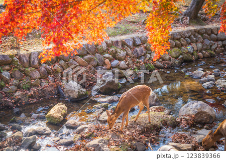 【秋】奈良公園の鹿【紅葉】 【秋】奈良公園の鹿【紅葉】 123839366