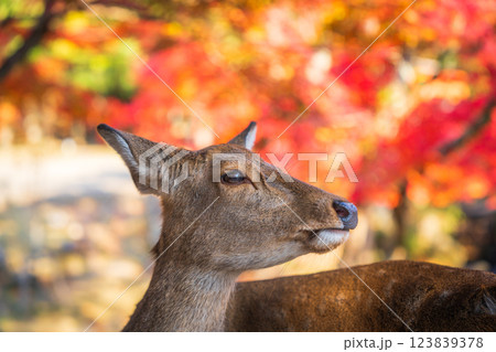 【秋】奈良公園の鹿【紅葉】 123839378
