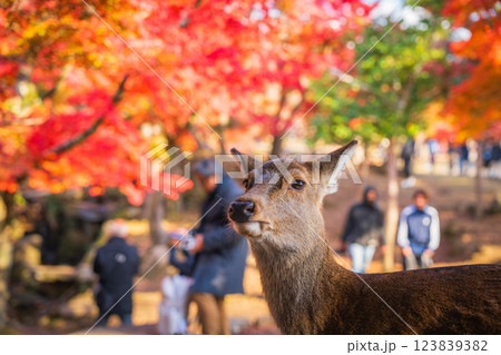 【秋】奈良公園の鹿【紅葉】 123839382
