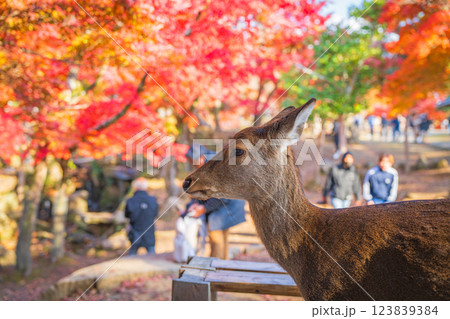 【秋】奈良公園の鹿【紅葉】 123839384