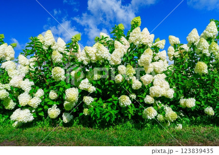 Stunning White Hydrangea Bushes Blooming Against A Clear Blue Sky, A True Floral Delight Stunning White Hydrangea Bushes Blooming Against A Clear Blue Sky, A True Floral Delight 123839435