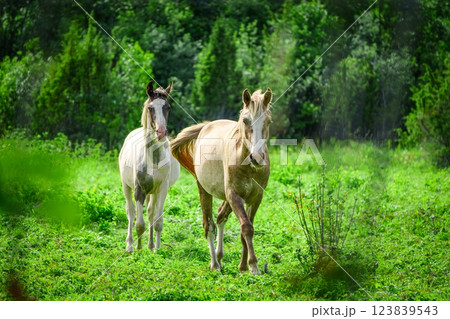 Two beautiful horses grazing in a lush green pasture on a sunny day 123839543