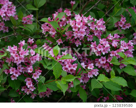 Weigela blooming bush. Spring time flowers concept. High quality photo Weigela blooming bush. Spring time flowers concept. High quality photo 123839580