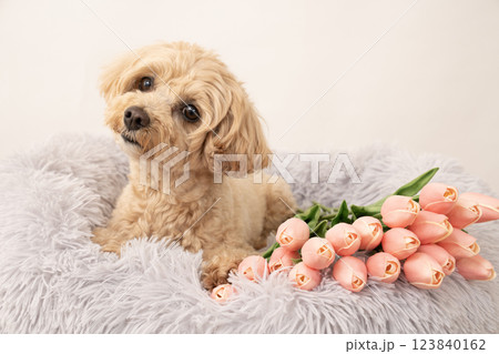 白バックとチューリップとベッドに入って微笑むマルプー 白バックとチューリップとベッドに入って微笑むマルプー 123840162