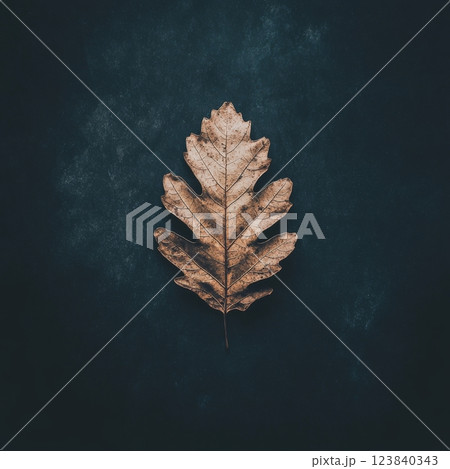 Dry oak leaf on dark surface in natural light 123840343