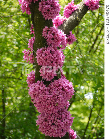Cercis siliquastrum blossom. Redbud flowered tree. Flowers growing on a trunk. Spring gardening concept Cercis siliquastrum blossom. Redbud flowered tree. Flowers growing on a trunk. Spring gardening concept 123840470