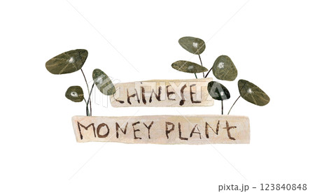 Chinese money plant, house plant. Green-leaf houseplant with text plate. Hand drawn with watercolor and pencils. Earthy natural colors 123840848
