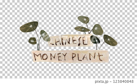 Chinese money plant, house plant. Green-leaf houseplant with text plate. Hand drawn with watercolor and pencils. Earthy natural colors 123840848