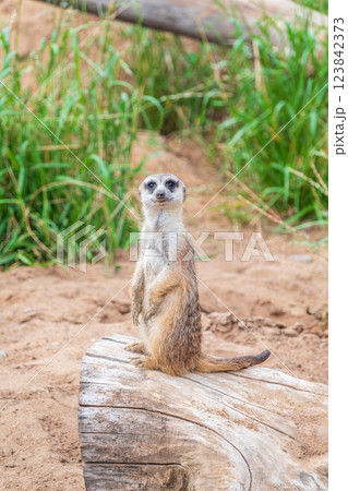 Meerkat, Suricata suricatta, on hind legs. Portrait of meerkat standing on hind legs with alert expression. Portrait of a funny meerkat sitting on its hind legs. Meerkat, Suricata suricatta, on hind legs. Portrait of meerkat standing on hind legs with alert expression. Portrait of a funny meerkat sitting on its hind legs. 123842373