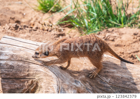 Meerkat suricatta family wildlife picture. Meerkat suricatta family wildlife picture. 123842379