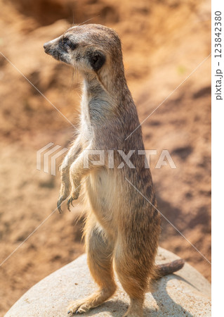 Meerkat, Suricata suricatta, on hind legs. Portrait of meerkat standing on hind legs with alert expression. Portrait of a funny meerkat sitting on its hind legs. Meerkat, Suricata suricatta, on hind legs. Portrait of meerkat standing on hind legs with alert expression. Portrait of a funny meerkat sitting on its hind legs. 123842380