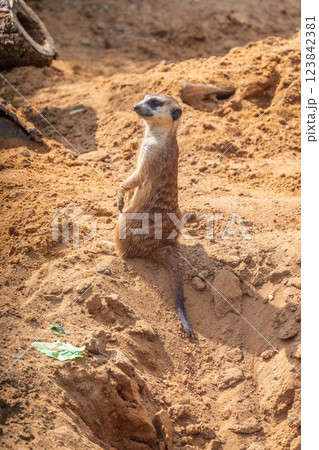 Meerkat, Suricata suricatta, on hind legs. Portrait of meerkat standing on hind legs with alert expression. Portrait of a funny meerkat sitting on its hind legs. Meerkat, Suricata suricatta, on hind legs. Portrait of meerkat standing on hind legs with alert expression. Portrait of a funny meerkat sitting on its hind legs. 123842381