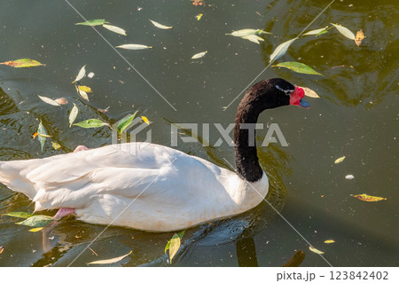 The black-necked swan, Cygnus melancoryphus, is a swan that is the largest waterfowl native to South America. The body plumage is white with a black neck and head and greyish bill 123842402