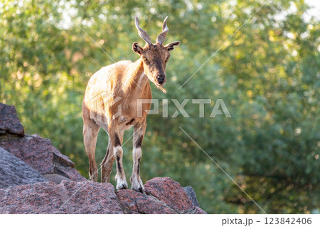 Markhor female on the rock. Latin name - Capra falconeri. Wild goat native to Central Asia, Karakoram and the Himalayas Markhor female on the rock. Latin name - Capra falconeri. Wild goat native to Central Asia, Karakoram and the Himalayas 123842406