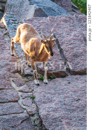 Markhor female on the rock. Latin name - Capra falconeri. Wild goat native to Central Asia, Karakoram and the Himalayas Markhor female on the rock. Latin name - Capra falconeri. Wild goat native to Central Asia, Karakoram and the Himalayas 123842407