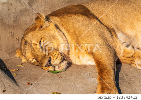 An asian female lion laying on the ground 123842412