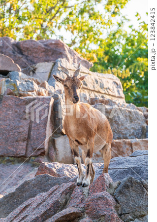 Markhor female on the rock. Latin name - Capra falconeri. Wild goat native to Central Asia, Karakoram and the Himalayas Markhor female on the rock. Latin name - Capra falconeri. Wild goat native to Central Asia, Karakoram and the Himalayas 123842415