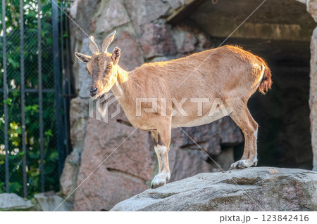 Markhor female on the rock. Latin name - Capra falconeri. Wild goat native to Central Asia, Karakoram and the Himalayas 123842416