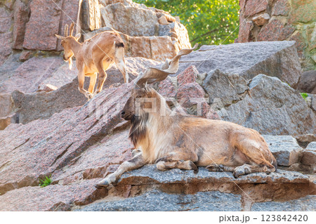 Markhor male and female on the rock. Latin name - Capra falconeri 123842420