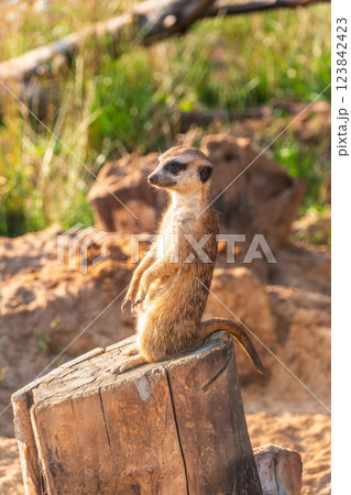 Meerkat, Suricata suricatta, on hind legs. Portrait of meerkat standing on hind legs with alert expression. Portrait of a funny meerkat sitting on its hind legs. Meerkat, Suricata suricatta, on hind legs. Portrait of meerkat standing on hind legs with alert expression. Portrait of a funny meerkat sitting on its hind legs. 123842423