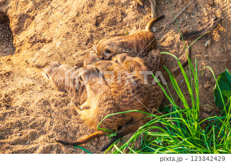 A group of cute meerkats. Meerkat Family are sunbathing. 123842429