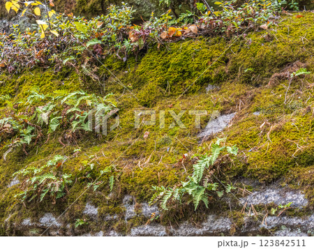A pile of large stones in the forest, overgrown with moss and grass. 123842511