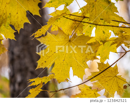 Maple branches with yellow leaves in autumn, in the light of sunset. Maple branches with yellow leaves in autumn, in the light of sunset. 123842521