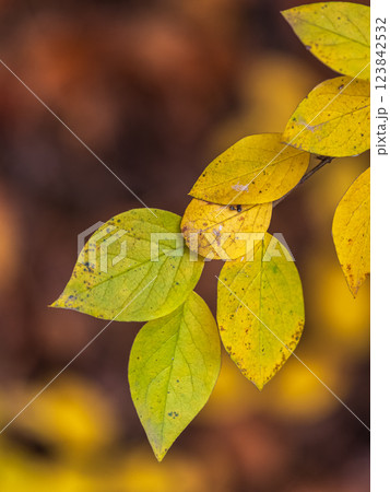 Branches with orange, red and yellow leaves in the autumn park. Branches with orange, red and yellow leaves in the autumn park. 123842532