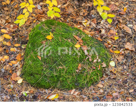 Soft thick moss in the forest is lit by the sun. 123842533