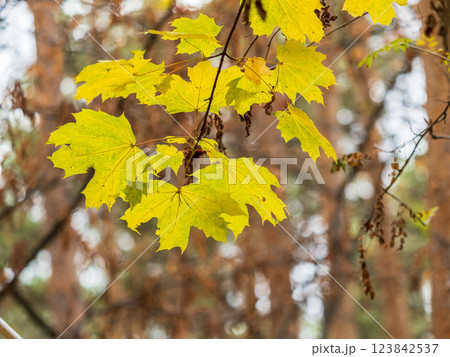Maple branches with yellow leaves in autumn, in the light of sunset. Maple branches with yellow leaves in autumn, in the light of sunset. 123842537