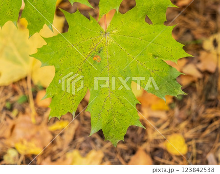 Maple branches with yellow leaves in autumn, in the light of sunset. Maple branches with yellow leaves in autumn, in the light of sunset. 123842538