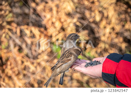Sparrow eats seeds from a man's hand 123842547