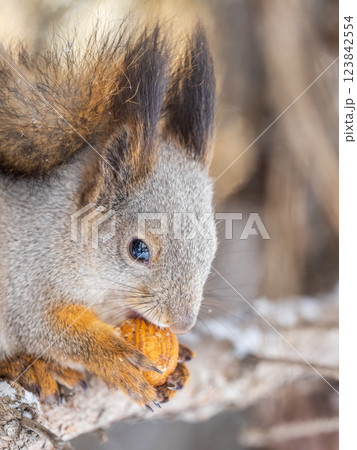 The squirrel with nut sits on tree in the winter or late autumn The squirrel with nut sits on tree in the winter or late autumn 123842554