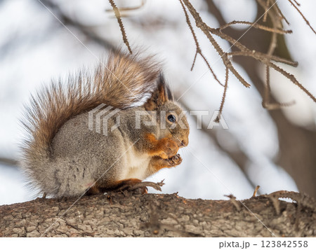 The squirrel with nut sits on tree in the winter or late autumn 123842558